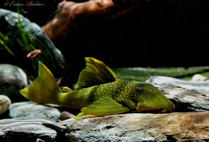 Adult individual from the German aquarium trade.