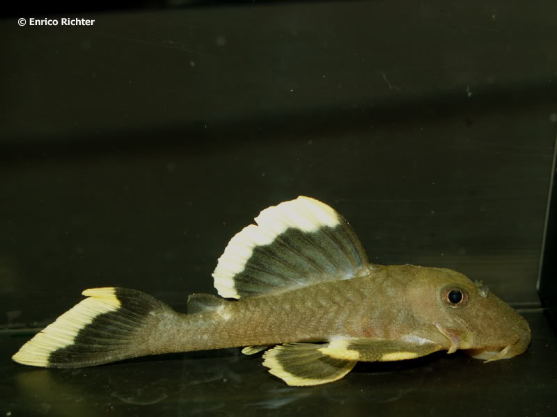 Immature specimen.