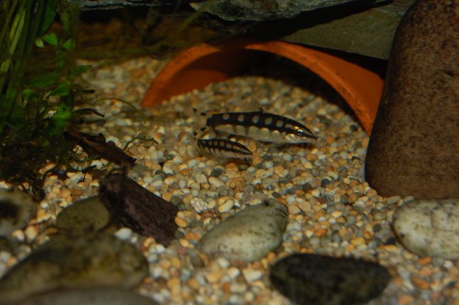 One of Mark's young Y. sidthimunki alongside an adult specimen.