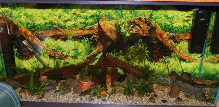 The set-up in which the fish spawned.