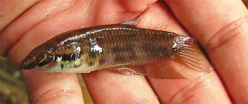 Freshly-collected adult female.