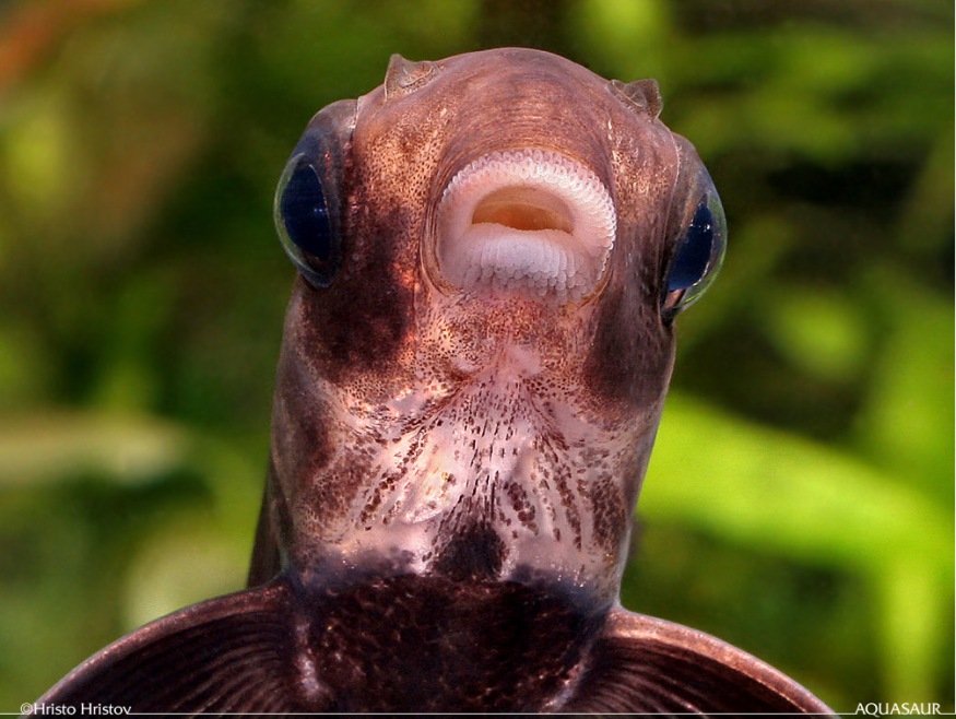 Ventral view of head and mouthparts; juvenile specimen.