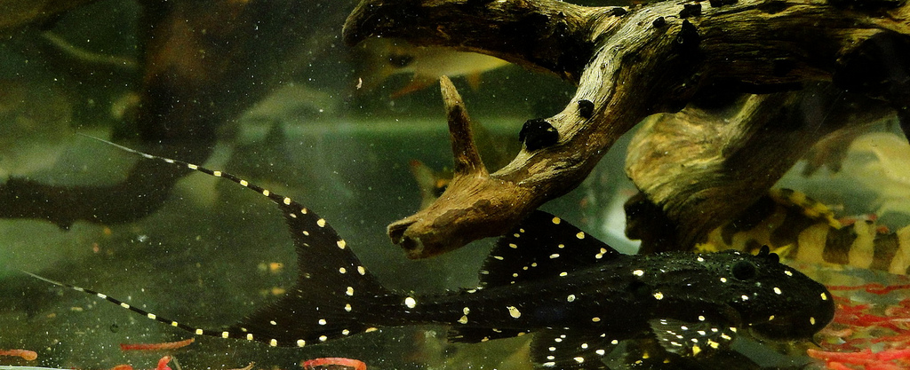 Juvenile.
