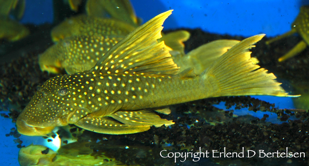 Adult from the Norwegian aquarium trade.