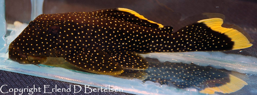 Subadult individual.