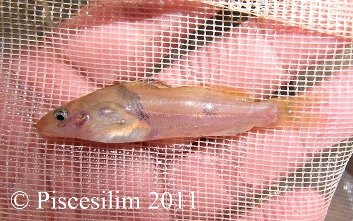Specimen collected in Terengganu state, northeastern Peninsular Malaysia.