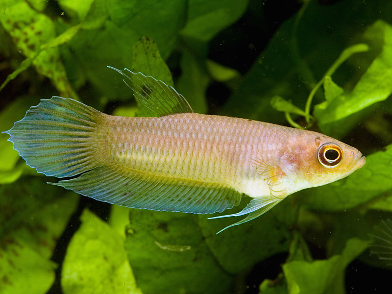 Young adult female specimen; population unspecified.