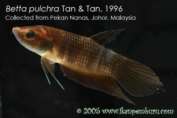 Adult male specimen; Pekan Nanas population.