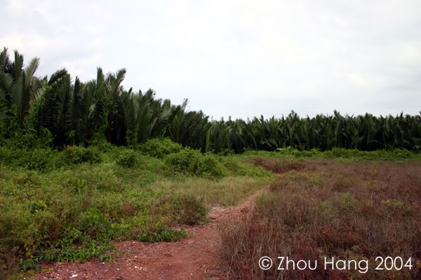 Partially-modified habitat near the town of Maha Chai.