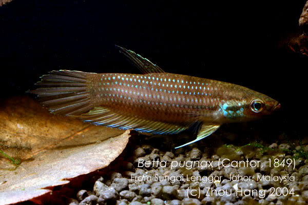 Adult specimen from Lenggor, Johor State, Peninsular Malaysia.