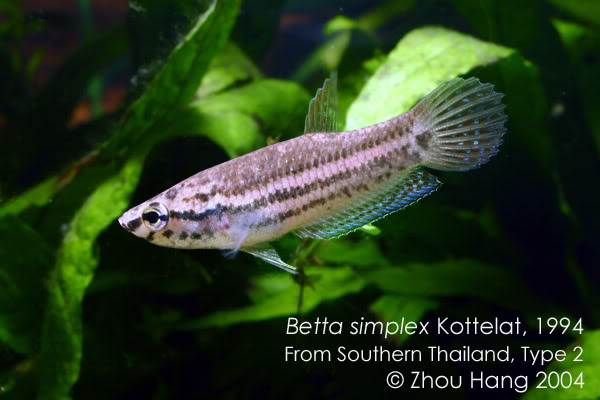 Female of the Ao Luek population.