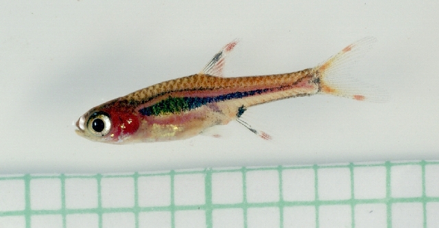 Specimen from the aquarium trade.