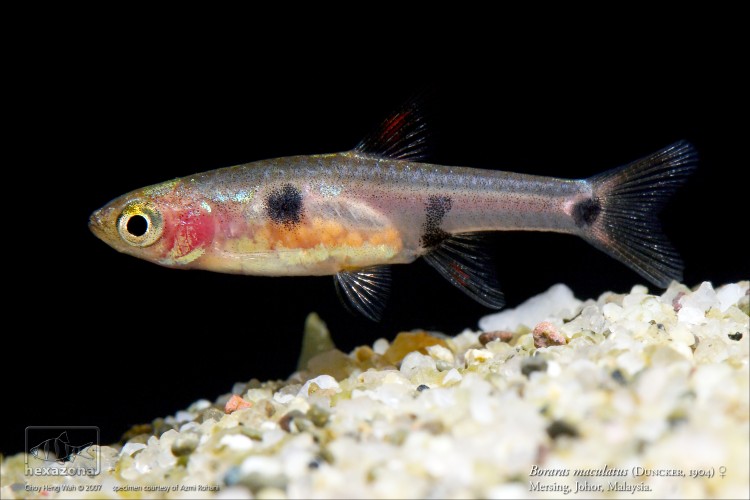 Female individual from Mersing, Johor state, Peninsular Malaysia. Note the presence of eggs within the body cavity.