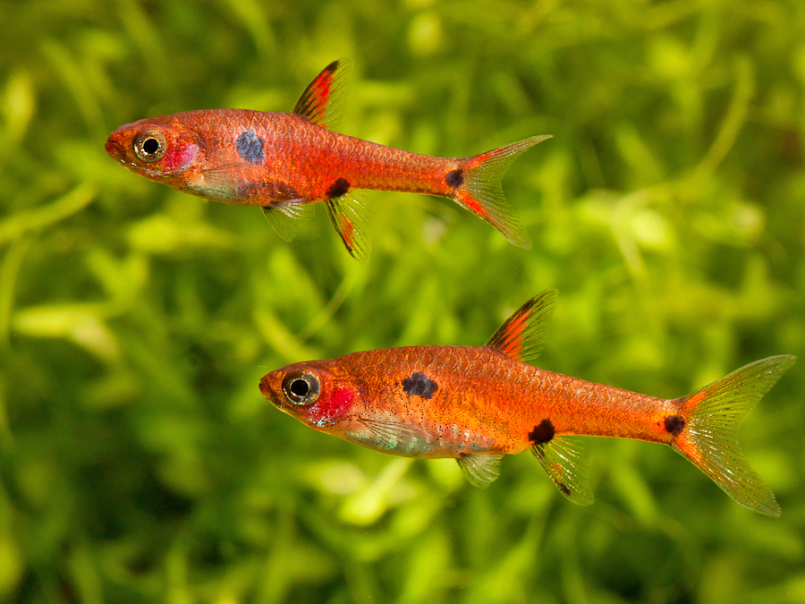 Adult pair, male at top.