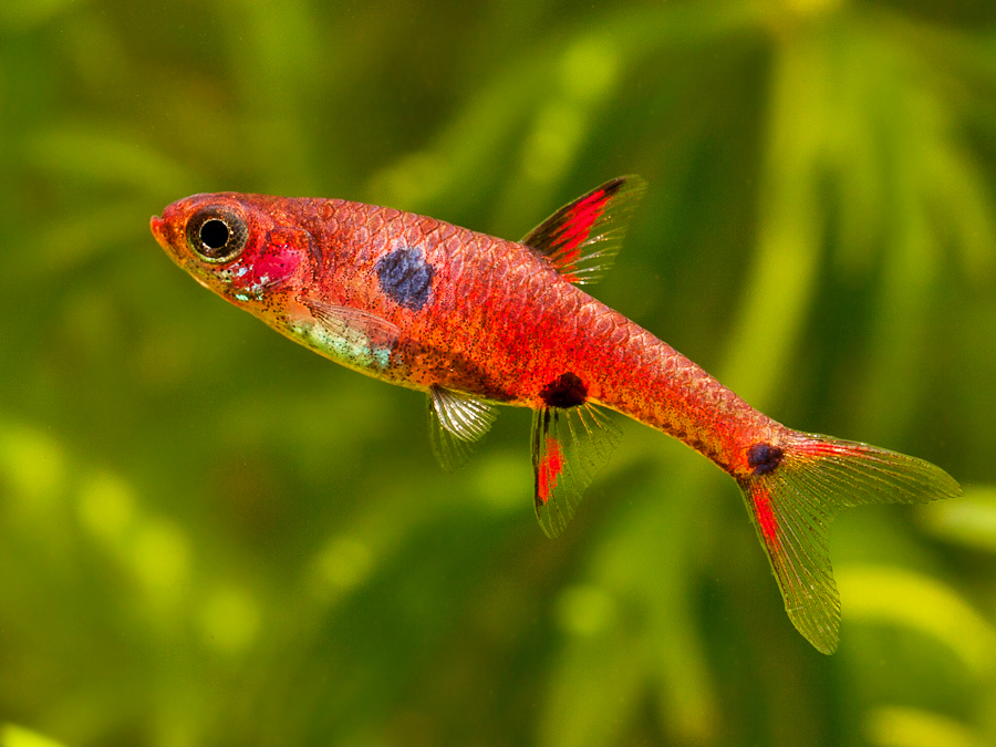 Another male from the UK aquarium trade.