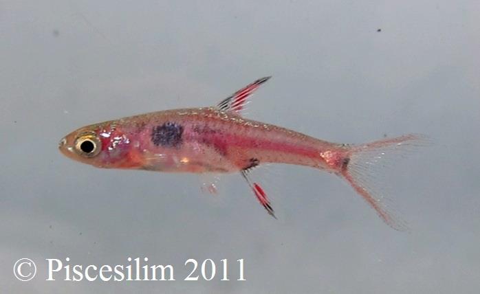 Freshly-collected specimen, Perak state, Peninsular Malaysia.