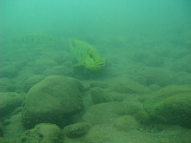 Nuptial pair in Lake Tanganyika.