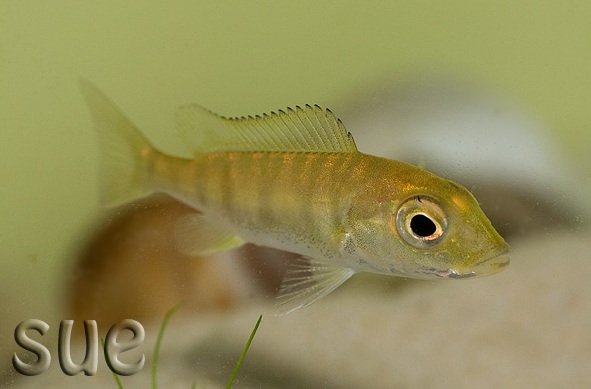 farm-raised juveniles have been available in the aquarium trade since the mid-2000s...