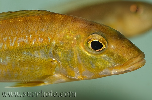 Head detail of subadult.