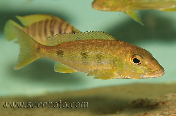 Slightly larger, but still immature subadult.