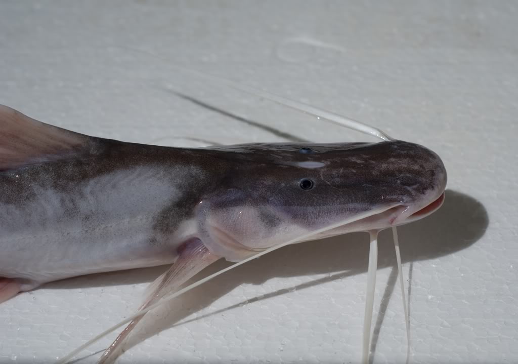 Head detail of juvenile.