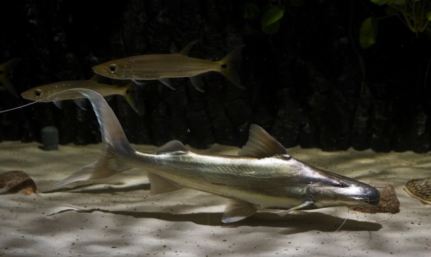 The filamentous extensions to the caudal-fin tips are not retained in adults.