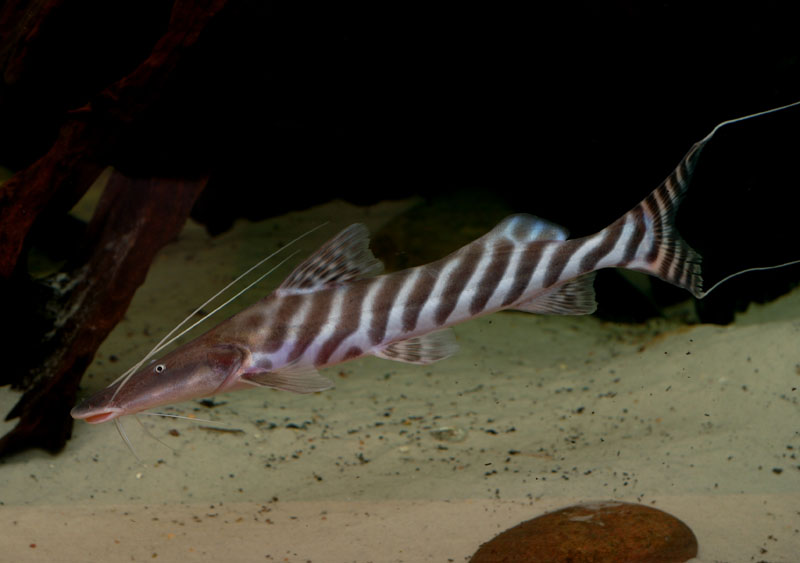 Subadult from Peru measuring 350 mm SL.