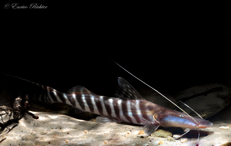 Subadult individual; origin unspecified.