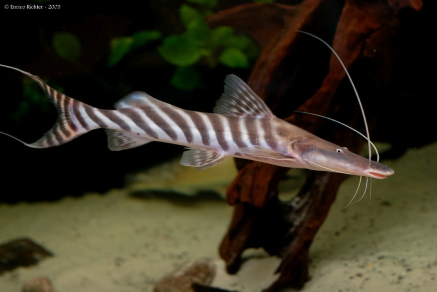 Same individual as in previous image; opposite flank.