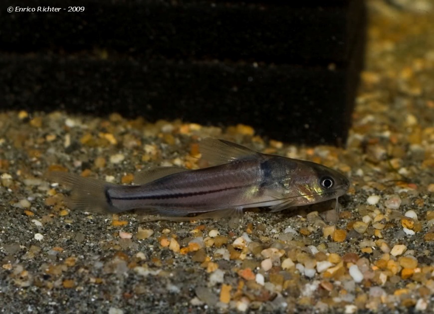 This species is generally imported only as bycatch among shipments of other species.