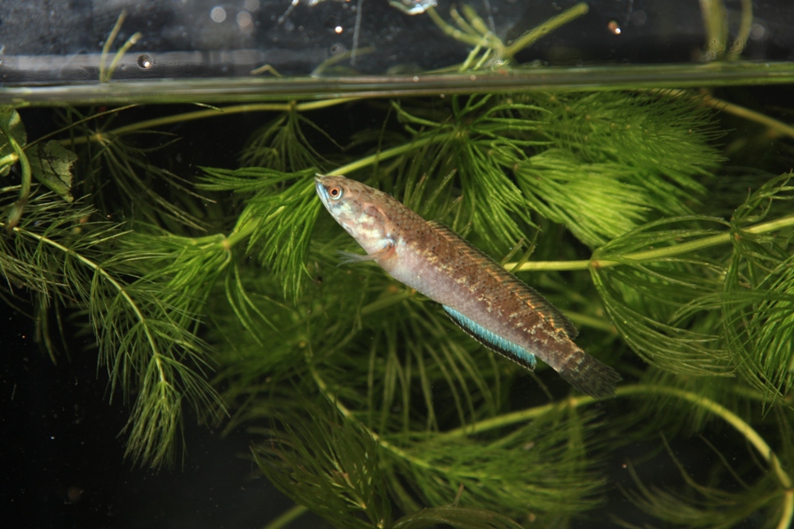 Captive-bred juvenile at three months of age