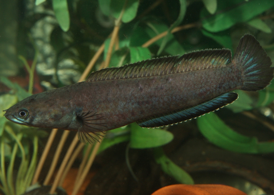 Adult female