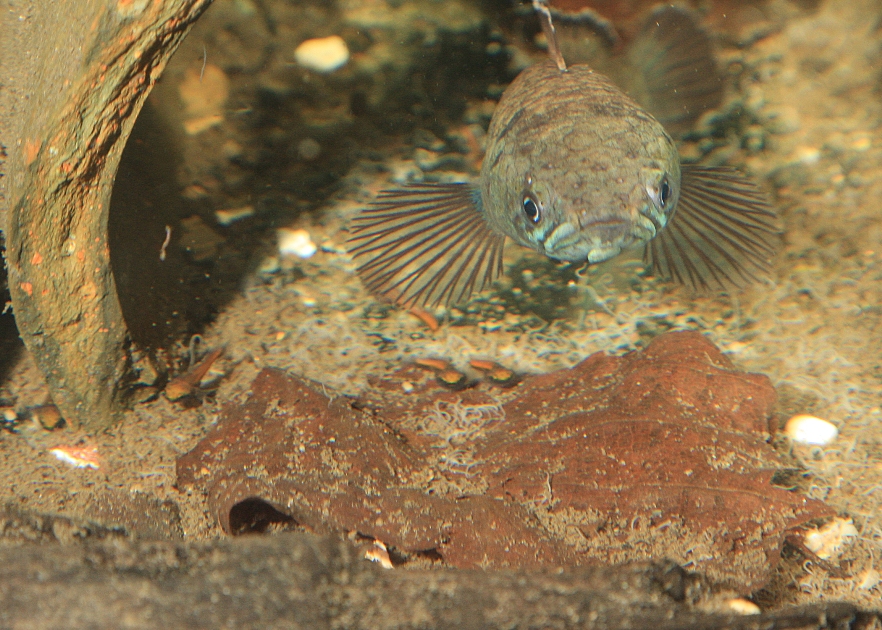 The fry initially have a distinctive orange dorsal surface