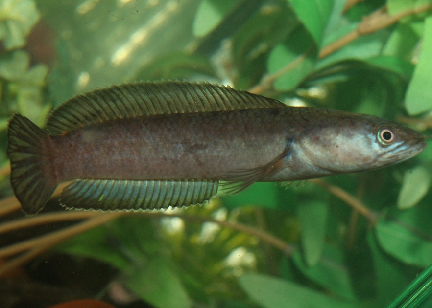 Adult male specimen