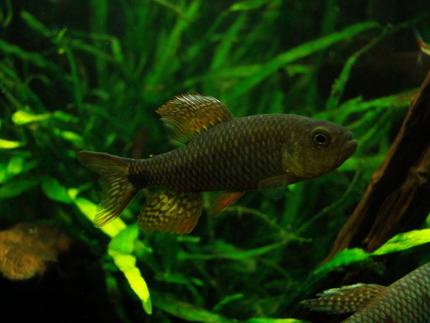 Adult male; collection details unspecified.