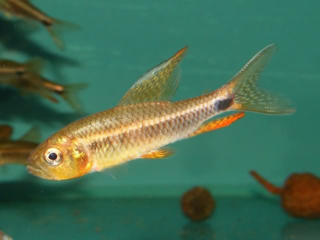 Adult male; collection details unspecified.