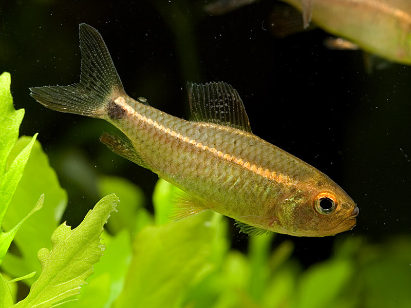 Newly-imported adult male with some fin damage.