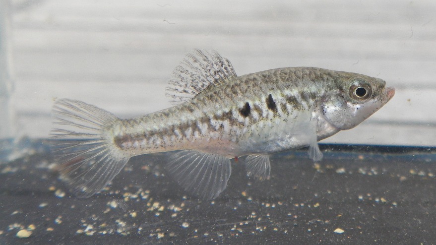 Adult female; San Bartolo population.