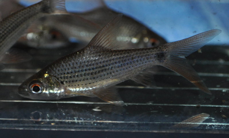 Juvenile from the UK aquarium trade.
