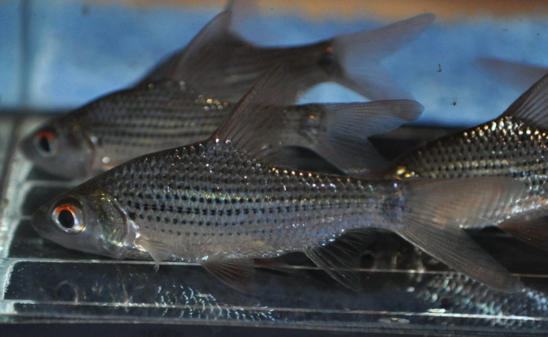 This species is characterised by a dark spot on the caudal peduncle and rows of smaller dark markings on the lateral scale rows.