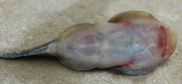 Ventral view of specimen in the field; Sungai Kiminis.