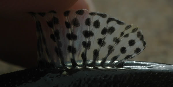 Dorsal-fin detail.