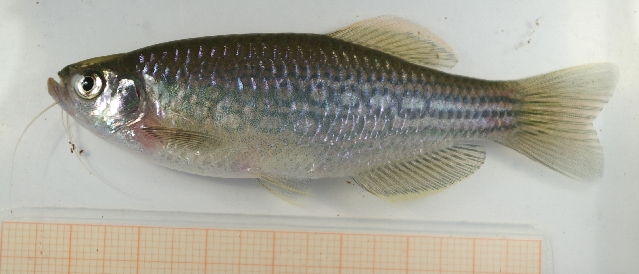 Specimen from the aquarium trade.