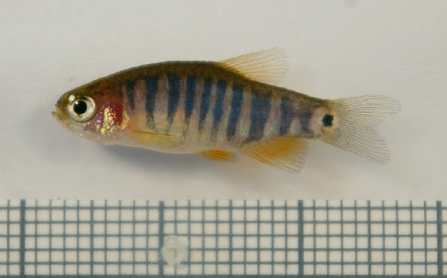Another male...