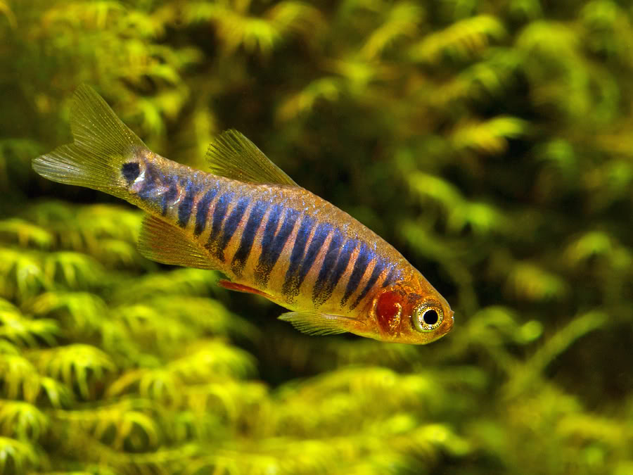 Prior to spawning males form small, temporary territories in open water, close to the spawning medium...