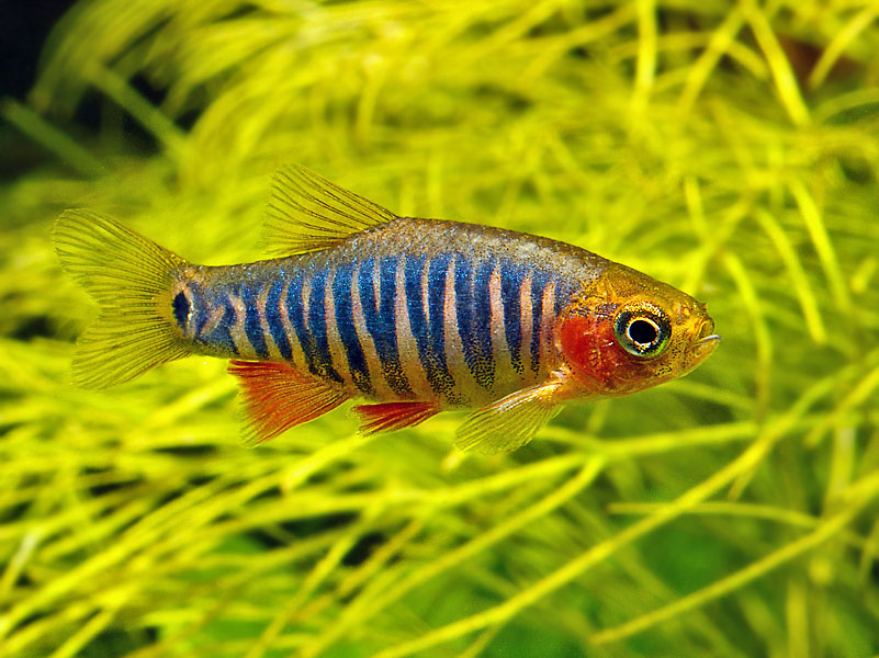 Adult male in spawning condition.