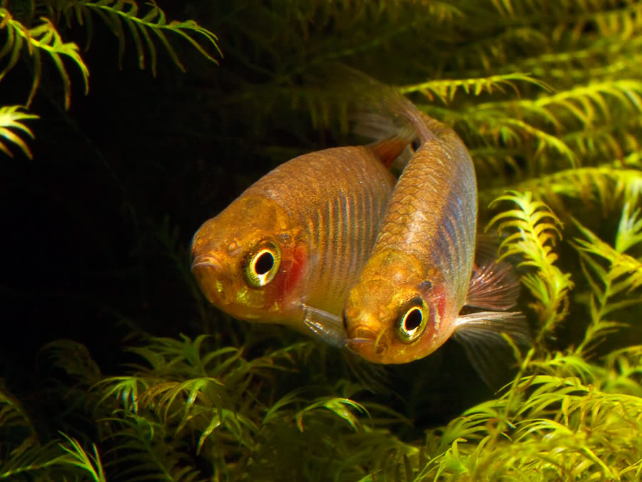 A receptive female will enter the spawning medium alongside the male...