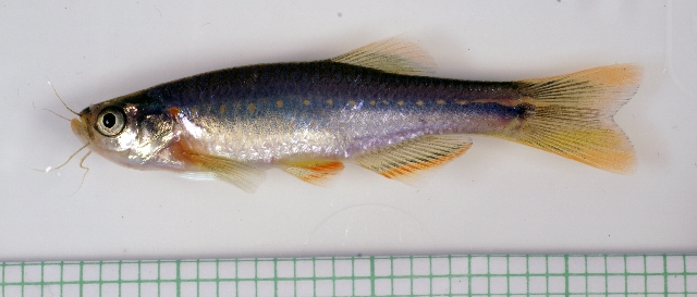 Male from the aquarium trade.