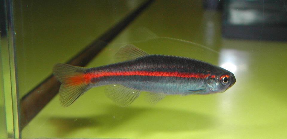Well-conditioned adult.