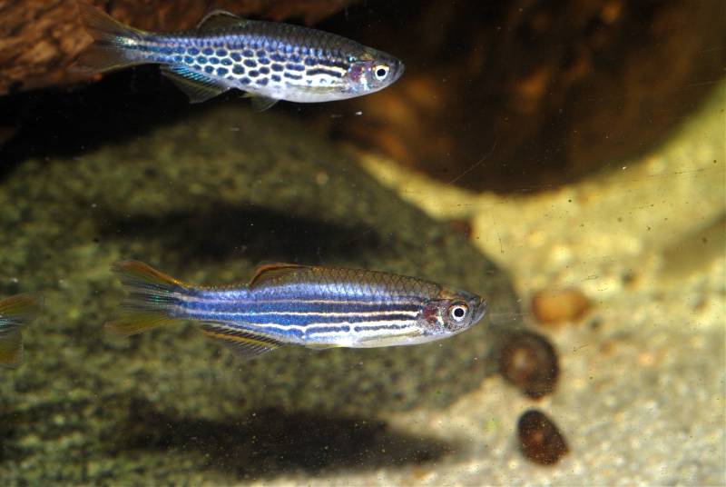 The spotted form of the species, above, is genetically distinct from the striped, below.